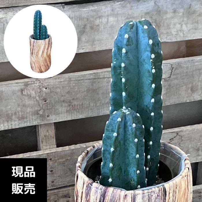 観葉植物 本物【現品】 柱サボテン 『ヌーダム』 おしゃれな鉢カバー