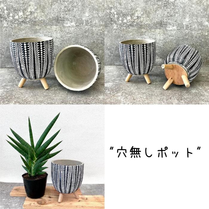 観葉植物 【現品】 サンスベリア・ケニア おしゃれな脚付きポット入り