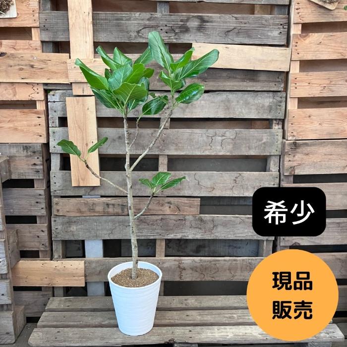 観葉植物 本物【現品】☆希少☆ フィカス ティーダ おしゃれ 000986