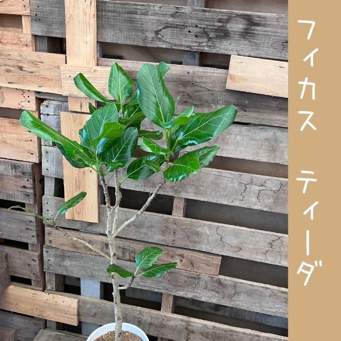 観葉植物【現品】☆希少☆ フィカス ティーダ おしゃれ 000986 観葉植物【現品】☆希少☆ フィカス ティーダ おしゃれ 000986