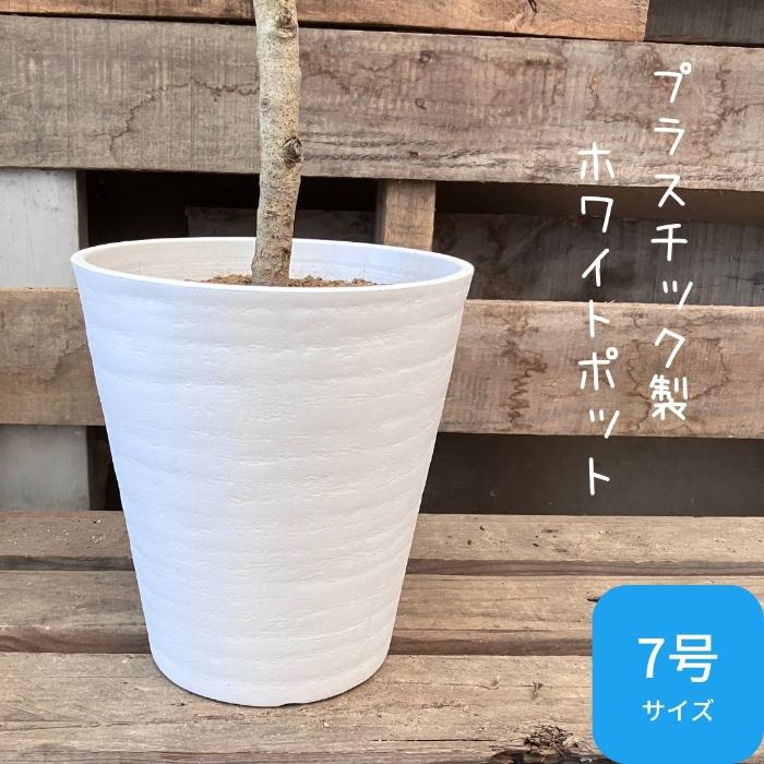 観葉植物【現品】☆希少☆ フィカス ティーダ おしゃれ 000986 観葉植物【現品】☆希少☆ フィカス ティーダ おしゃれ 000986