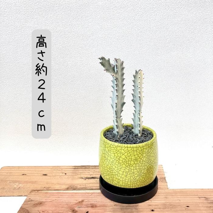 観葉植物 【現品】　ユーフォルビア・ホワイトゴースト　 ビザールプランツ 　珍奇植物　000992 父の日｜saisyokukenbi｜08