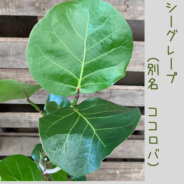 観葉植物 【現品 】おススメ！ くねくねシーグレープ （別名