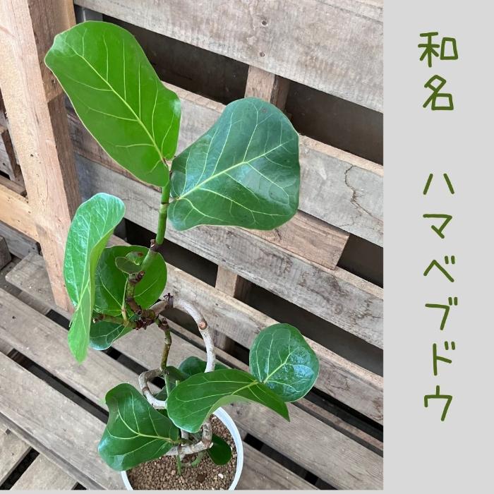 観葉植物 【現品 】おススメ！ くねくねシーグレープ （別名