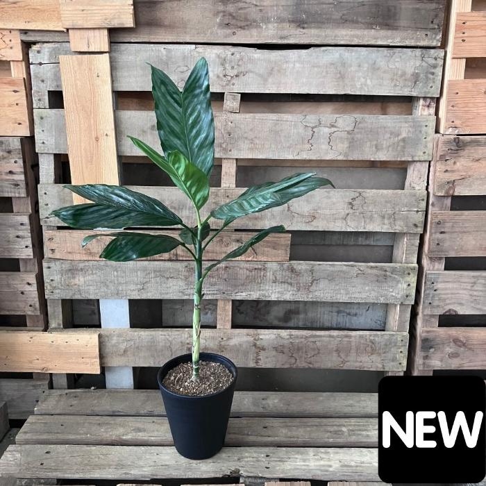 観葉植物 本物 【現品】 希少 テネラヤシ 『チャメドレア メタリカ