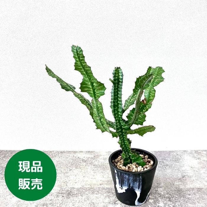 観葉植物 【現品】希少 ユーフォルビア グランディアラータ 001016 