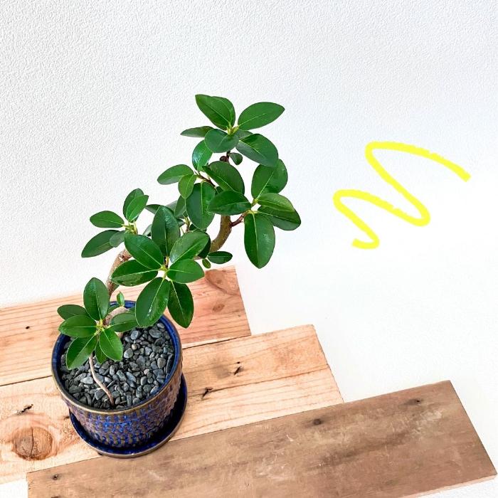 1点物【ガジュマル】クネクネ！8号 NEW【現品】1点もの 観葉植物