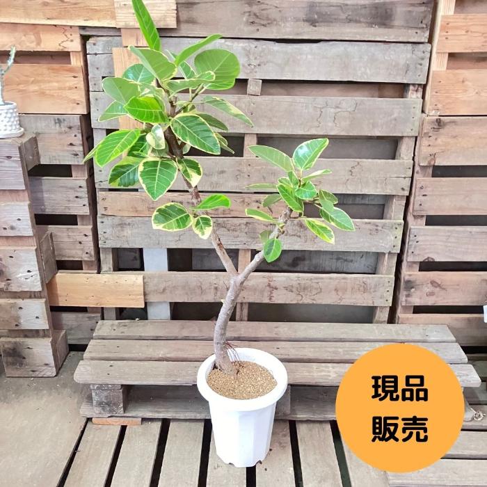 観葉植物 フィカス アルテシマ 約180cm 曲がり 現品販売 観葉植物 フィカス アルテシーマ 【180cm】 10号 曲り #72070 ※1都3県