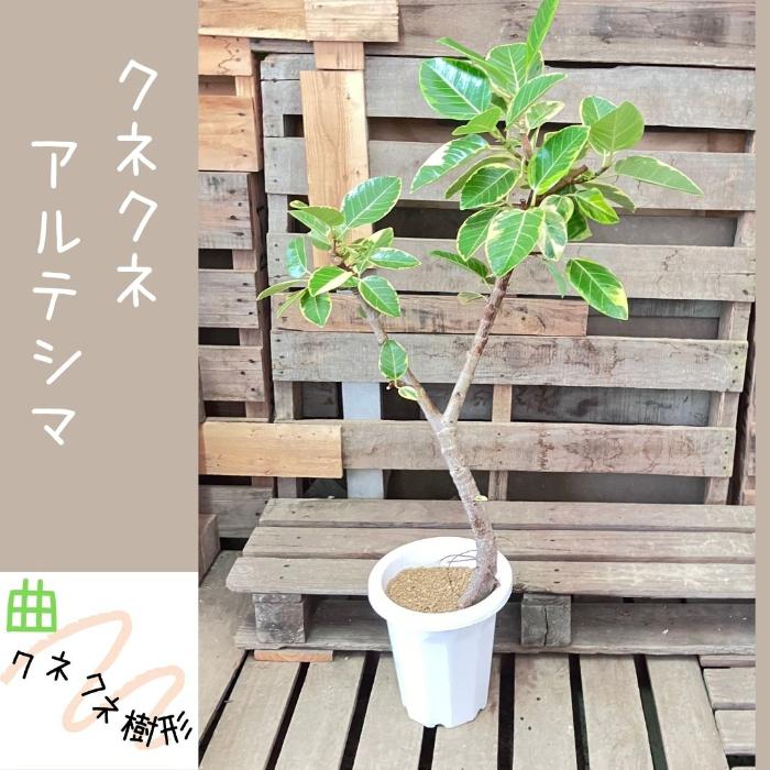 観葉植物 【現品】 フィカス アルテシマ 曲がり樹形 大型 1点もの