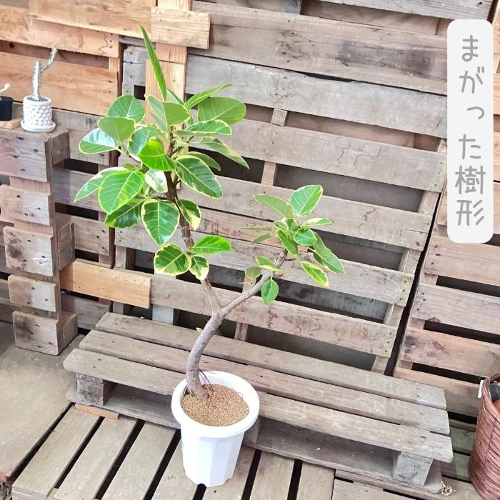 観葉植物 【現品】 フィカス アルテシマ 曲がり樹形 大型 1点もの