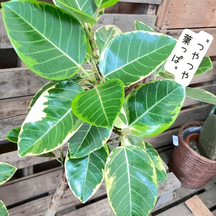 観葉植物 【現品】 フィカス アルテシマ 曲がり樹形 大型 1点もの