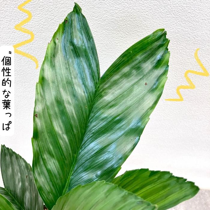 観葉植物 【現品】 希少 テネラヤシ 『チャメドレア メタリカ』 001066