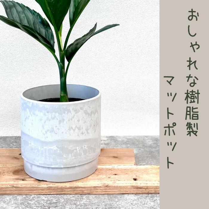 観葉植物 【現品】 希少 テネラヤシ 『チャメドレア メタリカ』 001066