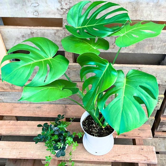 観葉植物 【新品】人気のモンステラとシュガーバイン 2鉢セット 新品 