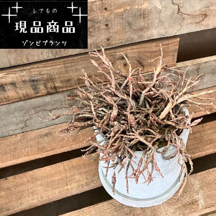 観葉植物 本物 【1点もの】☆現品・新品☆ ユーフォルビア プラティ