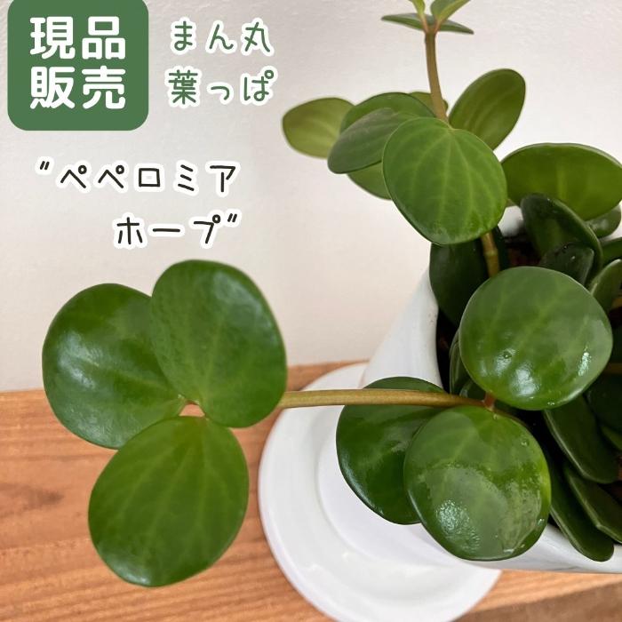 観葉植物 【現品】 ペペロミア ホープ 可愛い肉厚葉っぱが特徴です 
