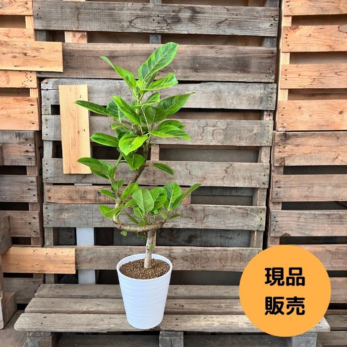 観葉植物(アルテシマ) 観葉植物 アルテシマ 10号鉢（ラスターポット）｜法人ギフトなら花秘書