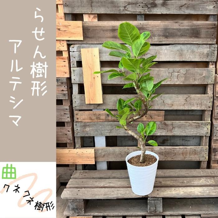観葉植物 ☆現品☆ らせん樹形 アルテシマ 幹太 新品 001111 : 観葉