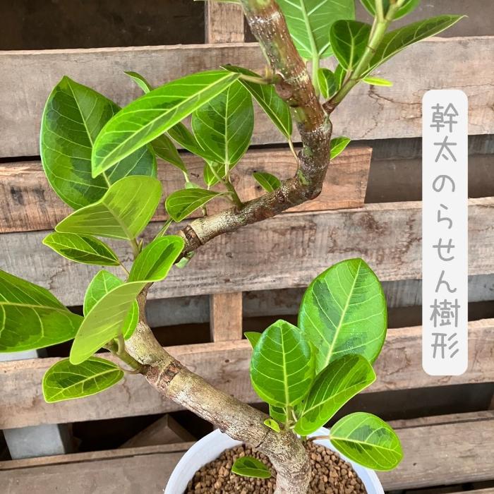 フィカス アルテシマ 137cm８号 S-shaped tree form フィカス・アルテシーマ S | 観葉植物の通販 AND PLANTS (アンドプランツ)