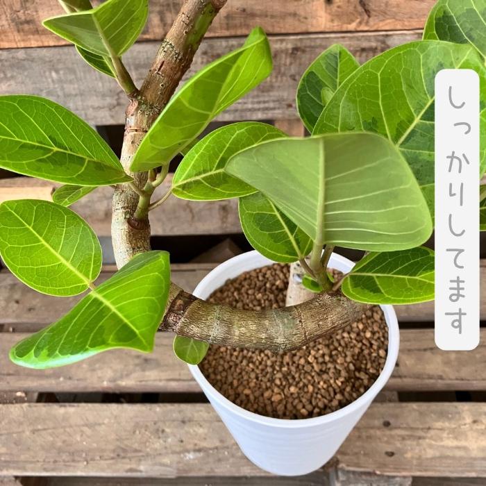 観葉植物(アルテシマ) 観葉植物 ☆現品☆ らせん樹形 アルテシマ 幹太 新品 001111 : 観葉