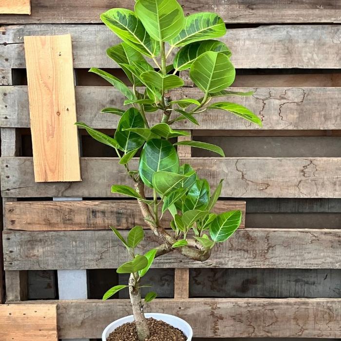 観葉植物(アルテシマ) 観葉植物 ☆現品☆ らせん樹形 アルテシマ 幹太 新品 001111 : 観葉