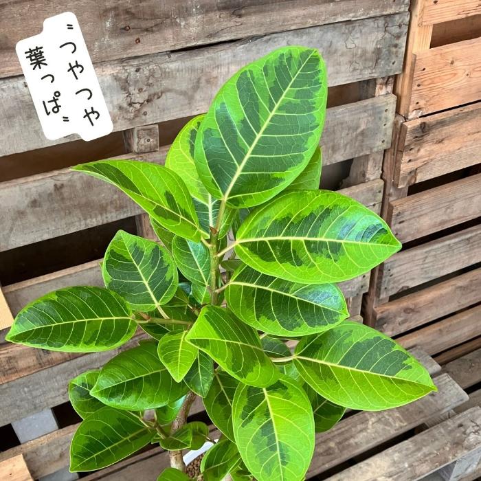 観葉植物 ☆現品☆ らせん樹形 アルテシマ 幹太 新品 001111 : 観葉