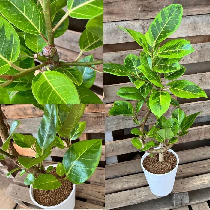 フィカス アルテシマ 137cm８号 S-shaped tree form 観葉植物 ☆現品☆ らせん樹形 アルテシマ 幹太 新品 001111 : 観葉