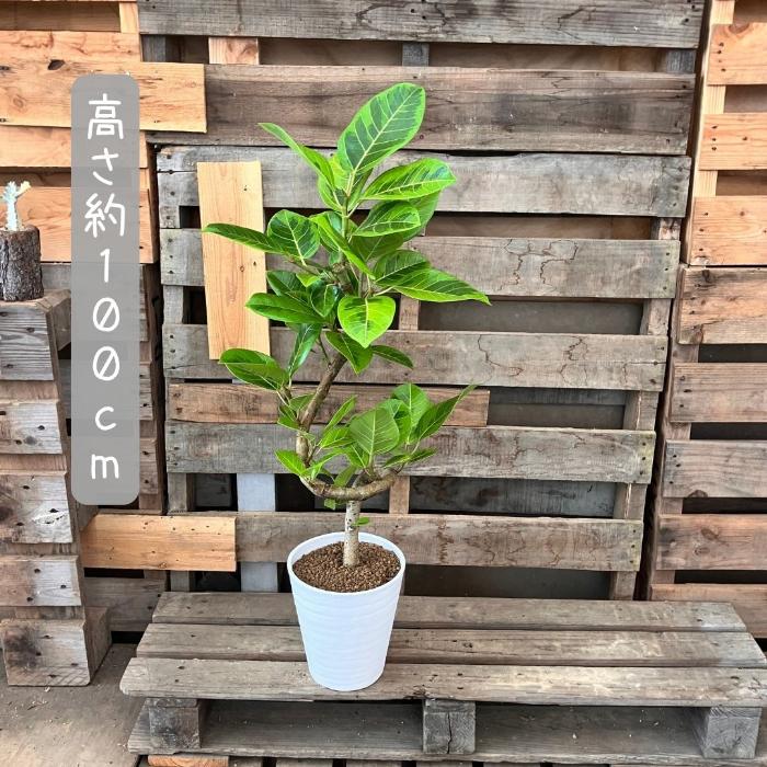 観葉植物 ☆現品☆ らせん樹形 アルテシマ 幹太 新品 001111 : 観葉