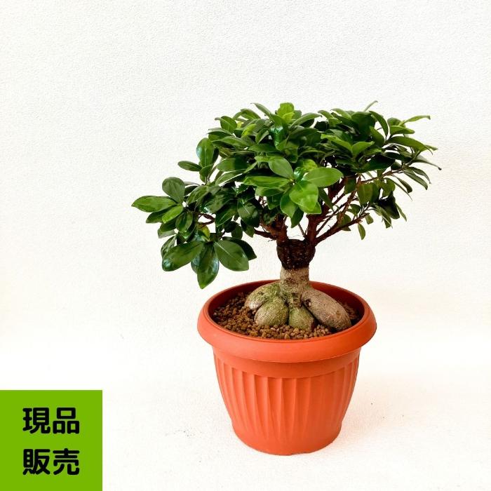 NEW【現品】 観葉植物 ガジュマル 7号サイズ 人気商品 ボリュームあり