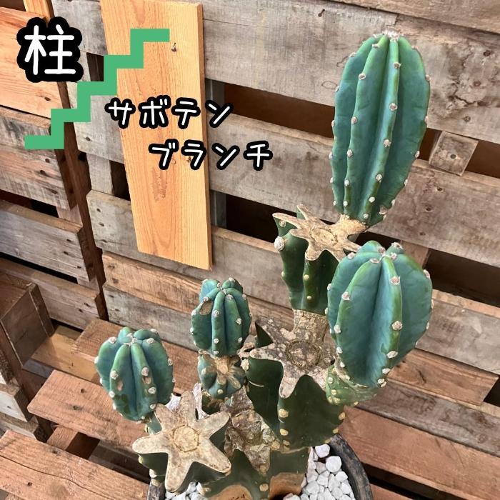 観葉植物 本物 【現品】おしゃれなアンティーク陶器鉢入り 柱サボテン