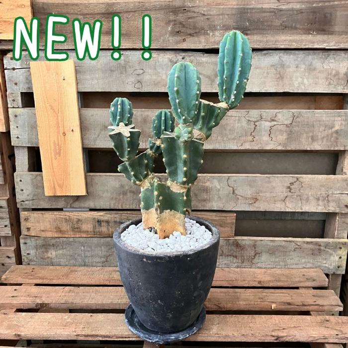 観葉植物 本物 【現品】おしゃれなアンティーク陶器鉢入り 柱サボテン