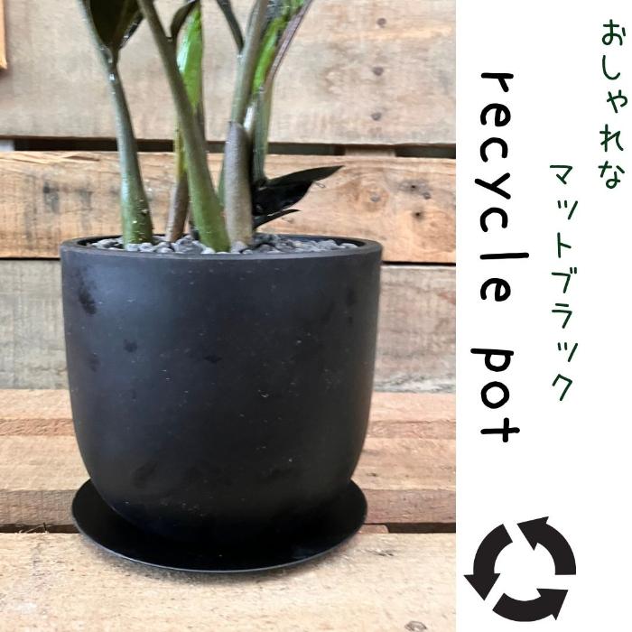 観葉植物 【現品】 黒い葉っぱ ザミオクルカス 『レイブン 観葉植物 【現品】 黒い葉っぱ ザミオクルカス 『レイブン