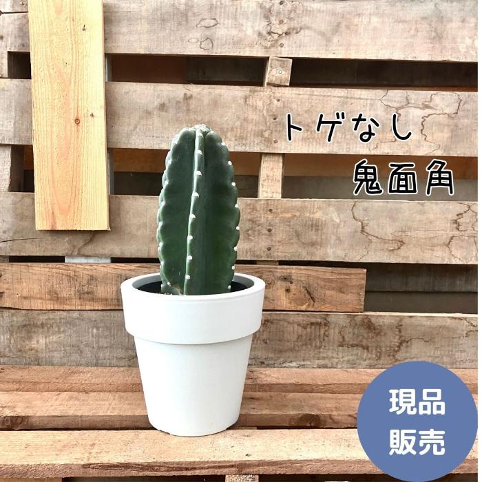 観葉植物 本物【現品】 柱サボテン ヌーダム おしゃれなポット入り