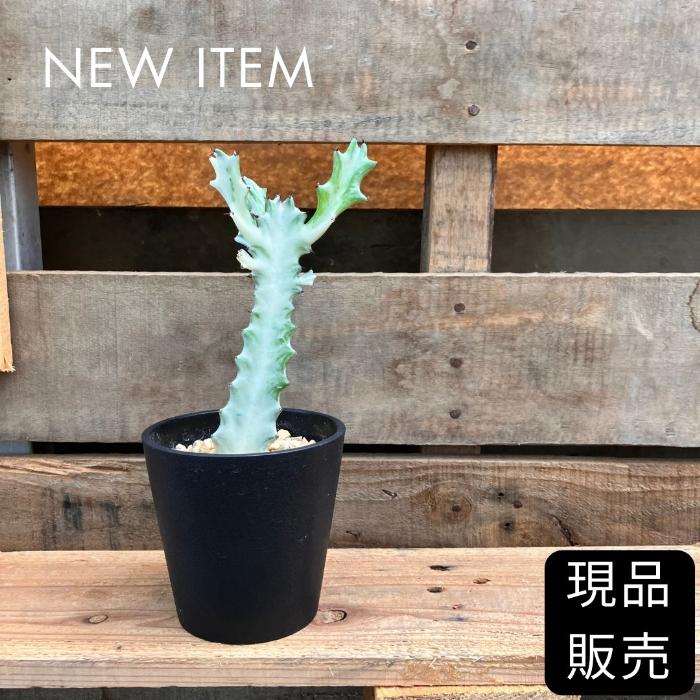 観葉植物 本物 【現品】ユーフォルビア・ホワイトゴースト ビザール