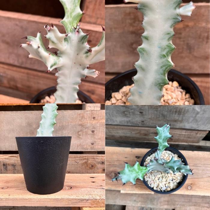 観葉植物 本物 【現品】ユーフォルビア・ホワイトゴースト ビザール