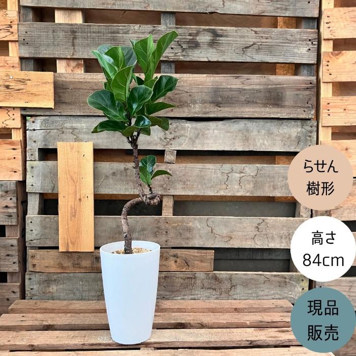 観葉植物 本物 【現品】 クネクネ フィカス・リラータ・バンビーノ