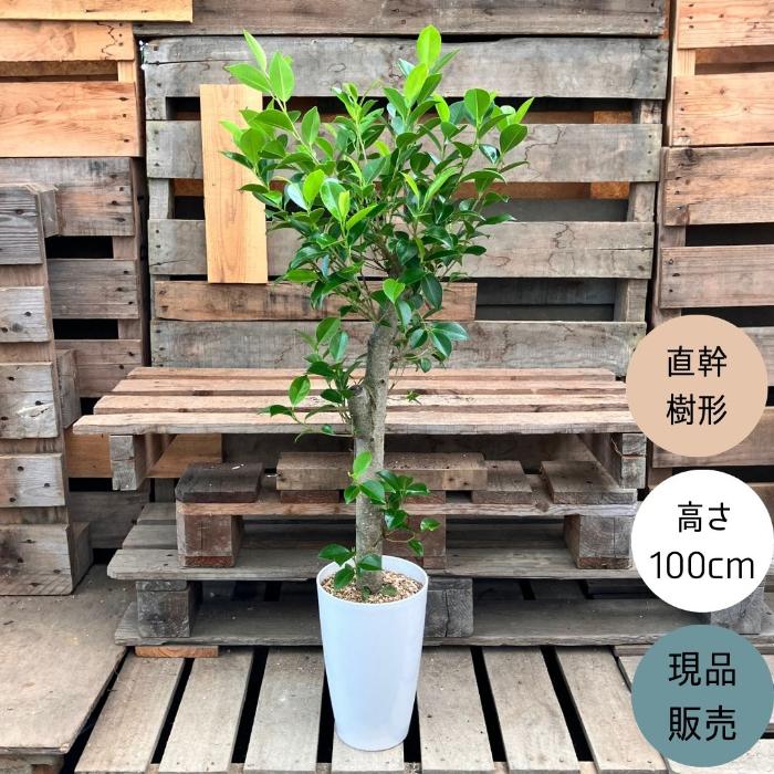 観葉植物 本物 NEW【現品】 直幹樹形のガジュマル 7号サイズ 人気商品