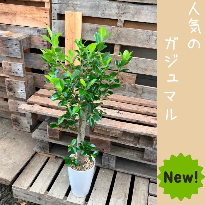 観葉植物 本物 NEW【現品】 直幹樹形のガジュマル 7号サイズ 人気商品