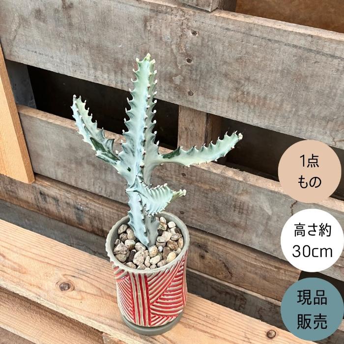 観葉植物 本物 【現品】ユーフォルビア・ホワイトゴースト ビザール