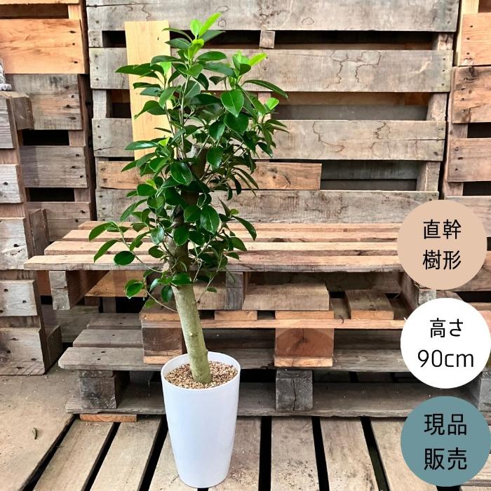 観葉植物 本物 NEW【現品】 直幹樹形のガジュマル 7号サイズ 人気商品