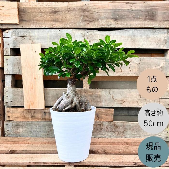 観葉植物 本物 NEW【現品】 ガジュマル 7号サイズ 人気商品 ボリューム