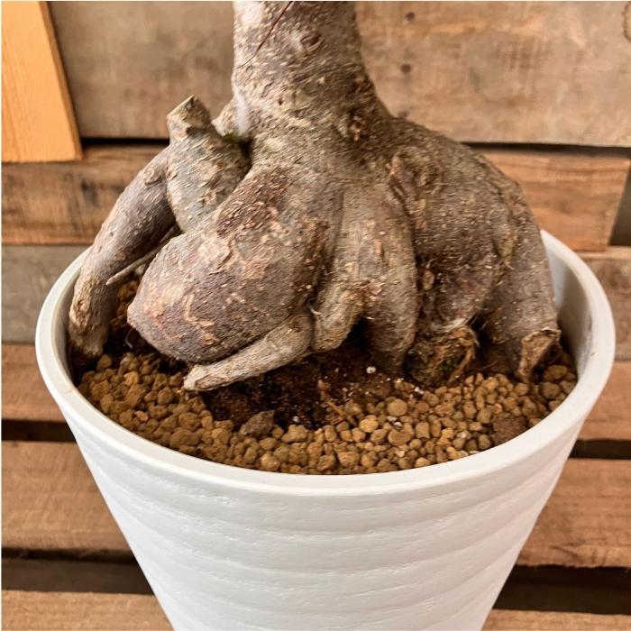 観葉植物 本物 NEW【現品】 ガジュマル 7号サイズ 人気商品 ボリューム