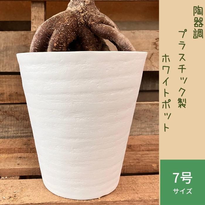 観葉植物 本物 NEW【現品】 ガジュマル 7号サイズ 人気商品 ボリューム