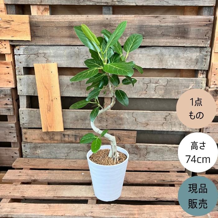 観葉植物 本物 【現品】 ☆くねくね樹形☆ フィカス ベンガレンシス