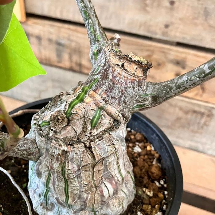 観葉植物 本物 【現品】 塊根植物 ボンバックス 1点もの 【希少