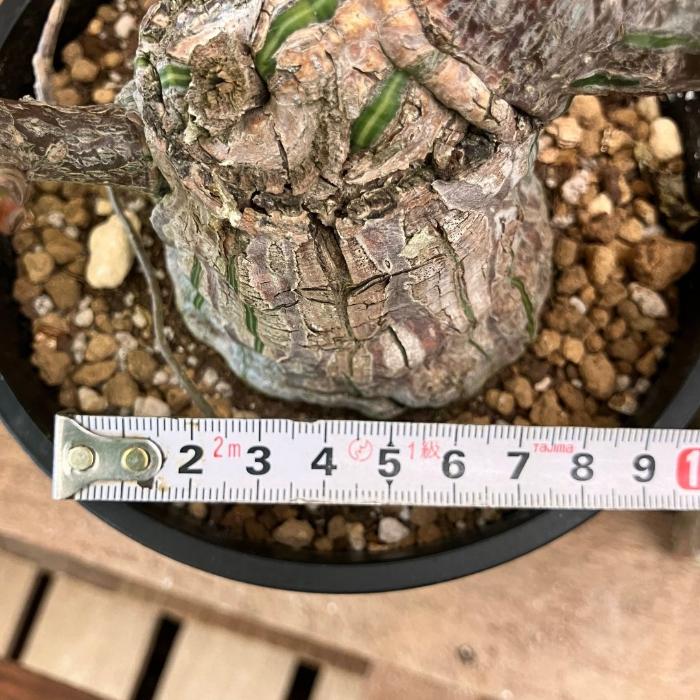 観葉植物 本物 【現品】 塊根植物 ボンバックス 1点もの 【希少
