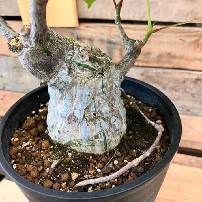 観葉植物 本物 【現品】 塊根植物 ボンバックス 1点もの 【希少