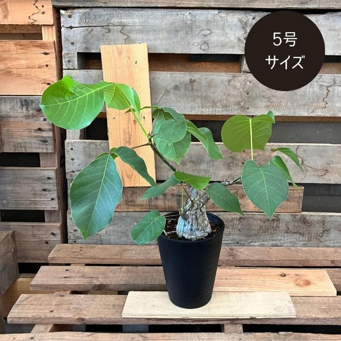 観葉植物 本物 【現品】 塊根植物 ボンバックス 1点もの 【希少