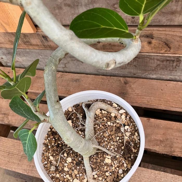 観葉植物 本物 【現品】 ☆くねくね樹形☆ フィカス ベンガレンシス