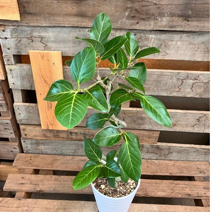 観葉植物 本物 【現品】 ☆くねくね樹形☆ フィカス ベンガレンシス